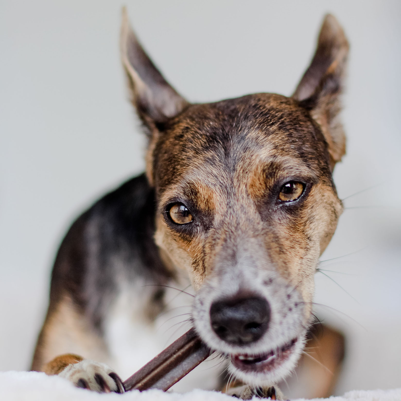 Dental Sticks - Zahnreinigung für Hunde - natürliche Ergänzungsmittel für Hunde